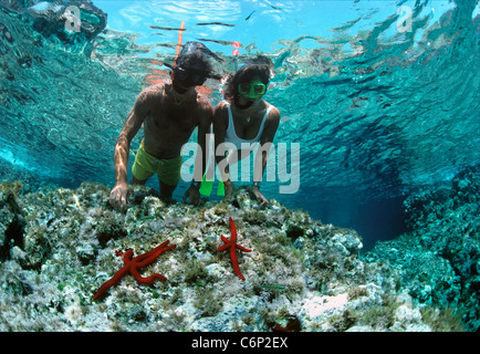 I subacquei snorkeling sulla tabella di corallo vicino a stella serpente (Ophidiaster ophidianus). Isola di Ustica, Sicilia, Italia, Mare Mediterraneo Foto Stock