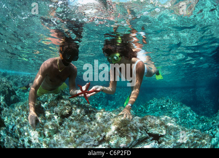 I subacquei snorkeling sulla tabella di corallo, tenendo una stella serpente (Ophidiaster ophidianus). Isola di Ustica, Sicilia, Italia Foto Stock