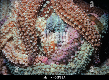 Mare del Nord Stelle (Asterias vulgaris) alimentazione sulle cozze. Ouessant Brittany, Francia, Oceano Atlantico. Foto Stock