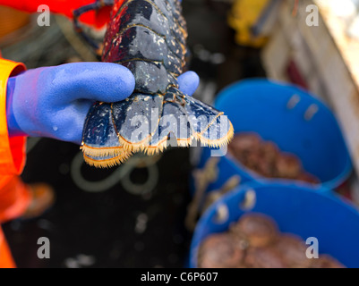 dh PESCA ORKNEY V in coda di aragosta pronto a gettarsi in mare uk pesce code Foto Stock