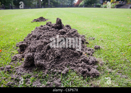 Una mole hill su un prato per il croquet in motivi di Rydal Hall nel distretto del lago, UK. Foto Stock