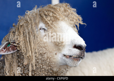 Stuart Barnes esegue il suo spettacolo delle pecore presso la contea di Bucks Show 2011. Lenny (nella foto), una Lincoln Longwool razza, stelle Foto Stock