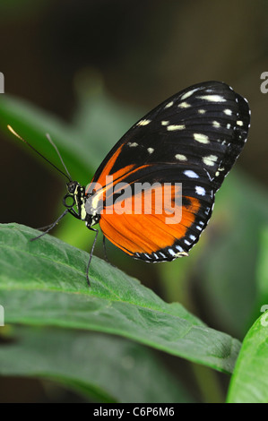 Farfalle tropicali Longwing Tiger, Heliconius hecale Foto Stock