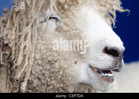 Stuart Barnes esegue il suo spettacolo delle pecore presso la contea di Bucks Show 2011. Lenny (nella foto), una Lincoln Longwool razza, stelle Foto Stock