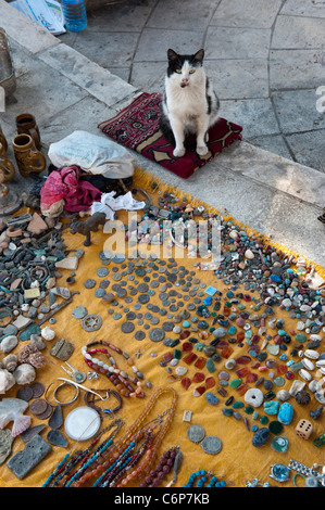 Gatto commerciale di strada Amman Jordan Foto Stock