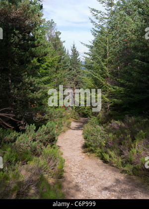 Dh FYRISH HILL ROSS CROMARTY percorso giubilare pino Scozzese passeggiata nella foresta di Boschi Foreste sentieri Scotland Regno Unito Foto Stock