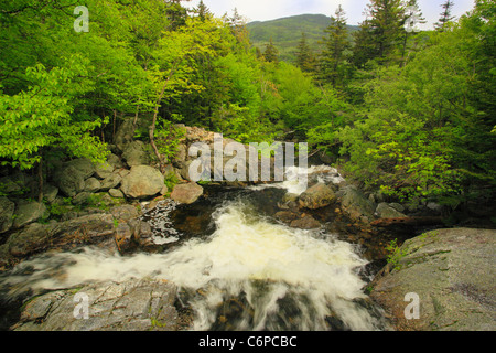 Cascata accanto al burrone Tuckerman Trail, Pinkham tacca, White Mountains, New Hampshire, STATI UNITI D'AMERICA Foto Stock