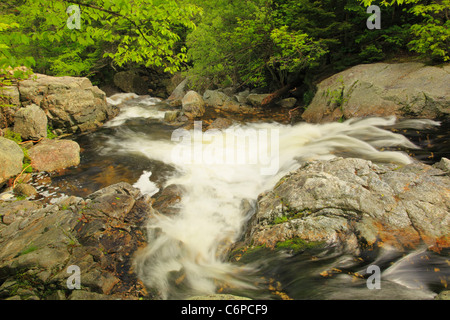 Cascata accanto al burrone Tuckerman Trail, Pinkham tacca, White Mountains, New Hampshire, STATI UNITI D'AMERICA Foto Stock