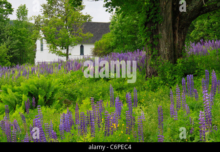 Chiesa e di lupino, Zucchero Hill, White Mountains, New Hampshire, STATI UNITI D'AMERICA Foto Stock