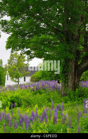 Chiesa e di lupino, Zucchero Hill, White Mountains, New Hampshire, STATI UNITI D'AMERICA Foto Stock