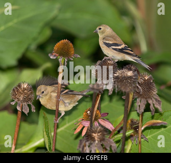 La madre e il giovane, due Americani cardellini, Carduelis tristis, ristoranti sul cono semi di fiori, Echinacea Foto Stock