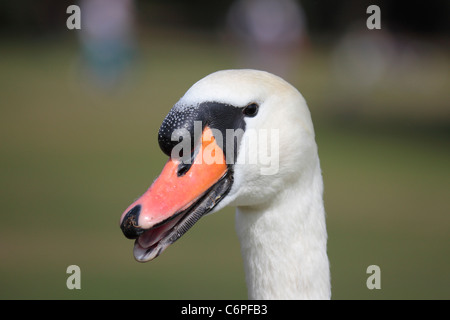 Close up di un maschio bianco cigno la testa con il suo becco leggermente aperto rivelando la sua lingua e le dentellature lungo il suo becco. Foto Stock