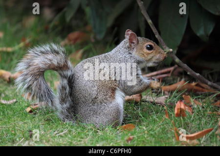 Scoiattolo grigio (Sciurus carolinensis) foraggio per alimentare - lato corpo pieno vista. Foto Stock