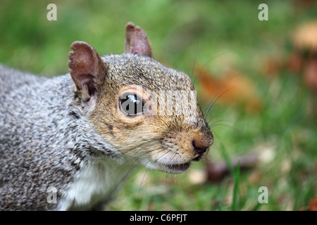 In prossimità di uno scoiattolo grigio (Sciurus carolinensis) con le vecchie ferite al suo orecchio destro. Foto Stock