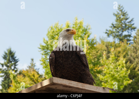 Aquila calva seduto su un pesce persico in legno Foto Stock