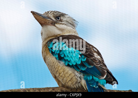 Blue Winged Kookaburra sul ramo Foto Stock