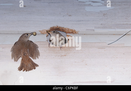 Casa wren maschio femmina di alimentazione con una vite senza fine Foto Stock