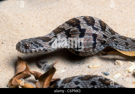 Comune di mangiare uova snake, Dasypeltis scabra, deglutizione uovo, Sud Africa Foto Stock