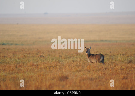 Defassa waterbuck (Kobus defassa) femmina in piedi in erba a Masai Mara Foto Stock