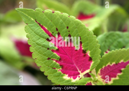 Foglia del coleus Foto Stock