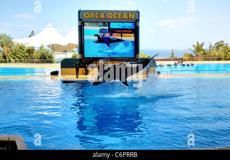 Il Orcas mostrano nel Loro Parque, Tenerife, Spagna Foto Stock