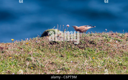 Femmina (Culbianco Oenanthe oenanthe) ricerca di insetto su South Devon praterie costiere Foto Stock