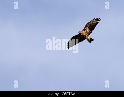 Adulto comune poiana (Buteo buteo) volare alto sui sistemi di raffreddamento in cerca di prede Foto Stock
