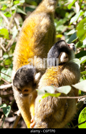 Wild Scimmia di scoiattolo, Madidi mosaico (pampas del rio yacuma), Bolivia la foresta pluviale amazzonica (boliviano della Scimmia di scoiattolo) Foto Stock