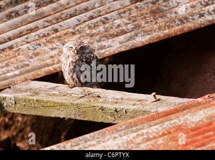 Civetta (Athene noctua) arroccato al di fuori del vecchio fienile Foto Stock