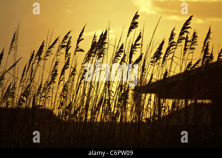 Myrtle Beach, Carolina del Sud Foto Stock