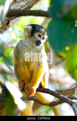 Wild Scimmia di scoiattolo, Parco Nazionale Madidi mosaico (pampas del rio yacuma), Bolivia la foresta pluviale amazzonica (boliviano della Scimmia di scoiattolo) Foto Stock