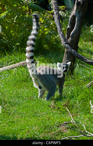 Un anello maschio-tailed Lemur. Foto Stock