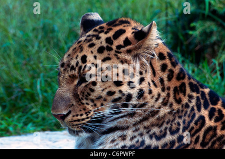 Close-up di un leopardo di Amur a Granby Zoo. Foto Stock