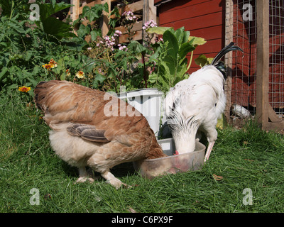 Faverolles hen(a sinistra) e luce Sussex galletto nel giardino sul retro di bere. Regno Unito Foto Stock