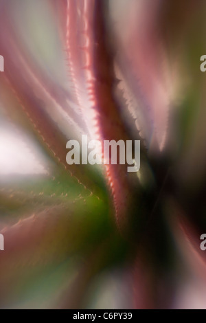 Agave, Lensbaby Soft Focus Optic Foto Stock