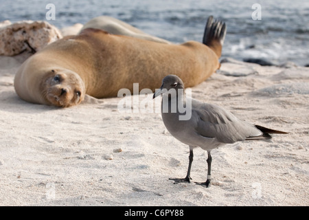 Gabbiano di lava (Larus fuliginosus) con il Leone di mare delle Galapagos nell'habitat costiero sulla riva dell'Isola di Mosquera Foto Stock