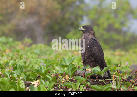 Falco di Galapagos a Puerto Egas sull'isola di Santiago (Buteo galapagoensis) Foto Stock