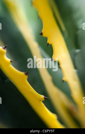 Agave, Lensbaby doppio vetro ottica con +4 Macro Foto Stock
