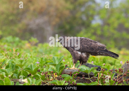 Falco di Galapagos a Puerto Egas sull'isola di Santiago (Buteo galapagoensis) Foto Stock