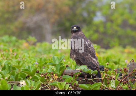 Falco di Galapagos a Puerto Egas sull'isola di Santiago (Buteo galapagoensis) Foto Stock