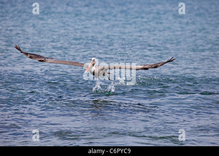 Pellicano marrone (Pelecanus occidentalis) tenendo fuori dalla superficie dell'oceano Foto Stock