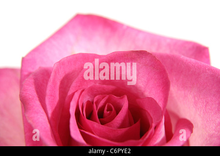 Bella rosa rosa closeup di un fiore isolato su sfondo bianco Foto Stock