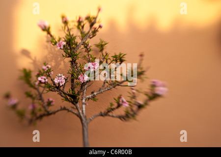 Albero di pesco in fiore contro una parete marrone a sunrise, Lensbaby Composer con doppia ottica in vetro Foto Stock