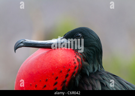 Magnifico maschio Frigate Bird (Fregata magnificens) visualizzando il suo astuccio rosso a North Seymour, Isole Galapagos, Ecuador Foto Stock