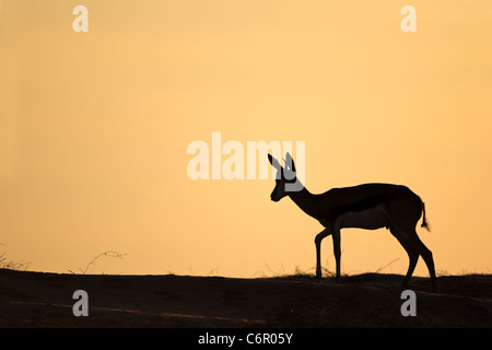 Springbok antilope (Antidorcas marsupialis) stagliano contro un cielo rosso, Kgalagadi Parco transfrontaliero, Sud Africa Foto Stock