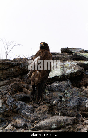 Galapagos adulti hawk con becco insanguinato da alimentare sulla placenta di un nuovo nato le Galapagos sea lion pup, cappello cinese isola Foto Stock