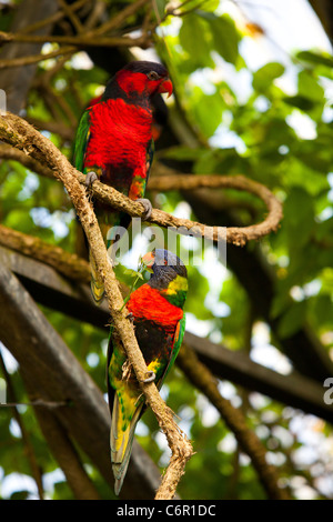 Due Rainbow Lorikeet è seduta in un albero a farfalla nel mondo Klapmuts, Sud Africa. Foto Stock