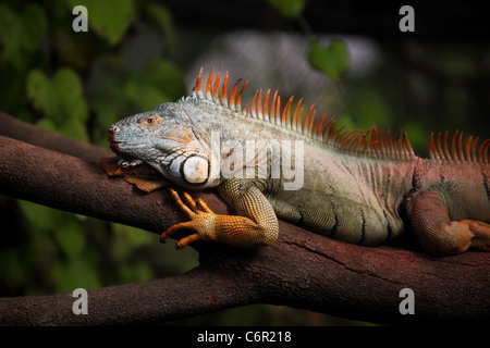 Un albero verde Iguana posa su un ramo al mondo delle farfalle, Klapmuts, Sud Africa. Foto Stock