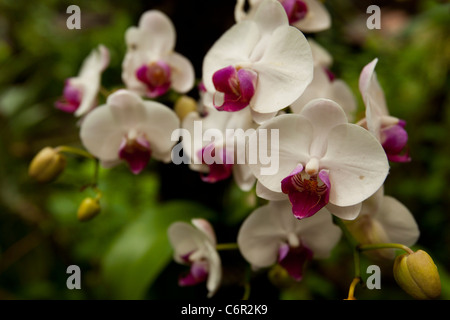 Le orchidee bianche in un giardino al mondo delle farfalle, Western Cape, Sud Africa Foto Stock