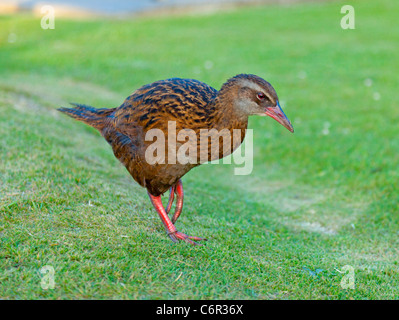 Weka Flightless bird Foto Stock